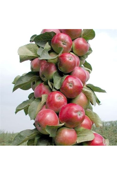 яблуня Скорпіон червоні яблука на гілках